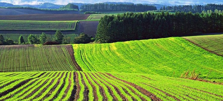 Зоны сельскохозяйственного использования СХ