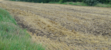 Правительство определило признаки неиспользуемых сельхозземель