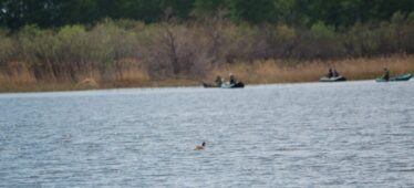 18 рыбоводных участков в Новосибирской области: ваш шанс войти в прибыльный бизнес аквакультуры