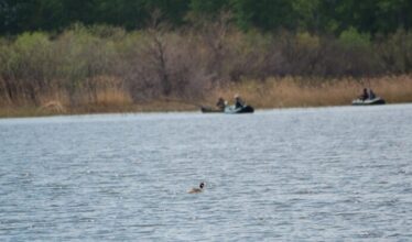 18 рыбоводных участков в Новосибирской области: ваш шанс войти в прибыльный бизнес аквакультуры