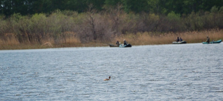 18 рыбоводных участков в Новосибирской области: ваш шанс войти в прибыльный бизнес аквакультуры